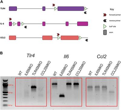 Skeletal Muscle Myofibers Directly Contribute to LPS-Induced Systemic Inflammatory Tone